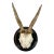 Vintage German Roe Deer Antlers For Sale