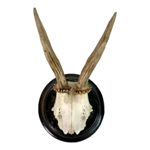 Vintage German Roe Deer Antlers