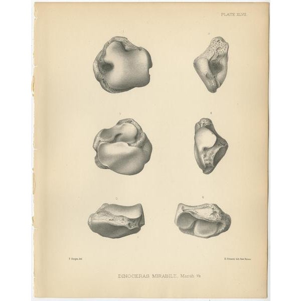 Set of three antique prints titled 'Dinoceras Mirabile'. Original lithograph of the astragalus, calcaneum, cuboid and...