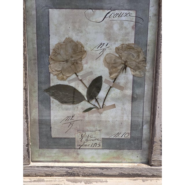 Decorative Panel with Framed Botanical Composition, 1920s For Sale - Image 4 of 14