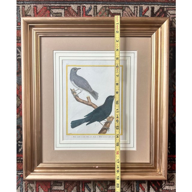 Antique 18th Century Bird Copper Plate Engraving by François-Nicolas Martinet For Sale - Image 11 of 12