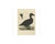 Sepp & Nozeman, Common Scoter, 1809, Paper For Sale - Image 3 of 5