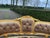 1970s French Louis XVI Gold Beech Brown Velvet Settee 1pc For Sale - Image 9 of 14