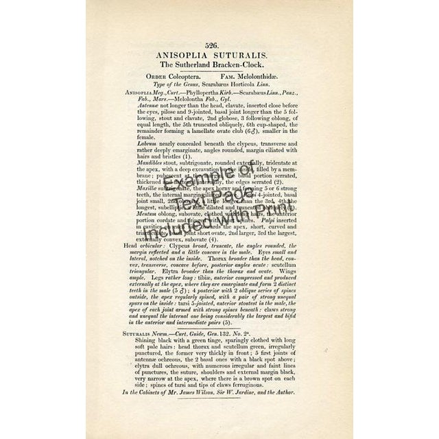 1830s, Antique Beetle Prints by John Curtis, Set of 4, Original Hand Colored Engraving, England For Sale - Image 6 of 6