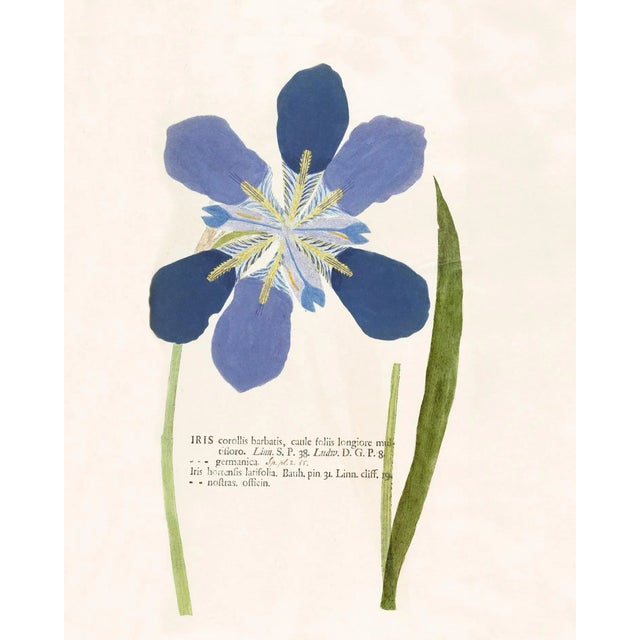 Reproduction 18th Century Vintage Botanical Set With Blue Flowers For Sale In Los Angeles - Image 6 of 8