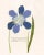 Reproduction 18th Century Vintage Botanical Set With Blue Flowers For Sale In Los Angeles - Image 6 of 8