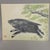 Japanese Sumi Ink Painting of a Running Boar Beneath Pine Branches, Signed With Red Artist Seal For Sale - Image 4 of 6