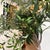 2020s Faux Olive Tree + White Planter For Sale - Image 5 of 12