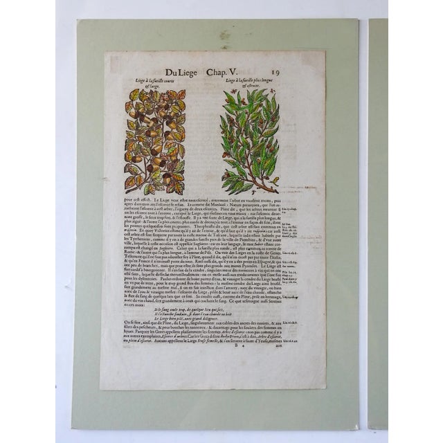 17th Century 1653 Gerard Herbal Hand Colored Botanical Woodcuts Oak Acorns - a Pair For Sale - Image 5 of 6