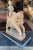Early Indian Horse With Rider Sculpture For Sale In San Francisco - Image 6 of 9