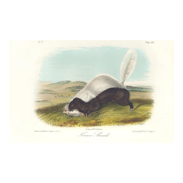 1851 Audubon Quadruped Octavo Lithograph "Plate 53 Texan Skunk" For Sale
