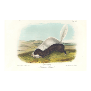 1851 Audubon Quadruped Octavo Lithograph "Plate 53 Texan Skunk"