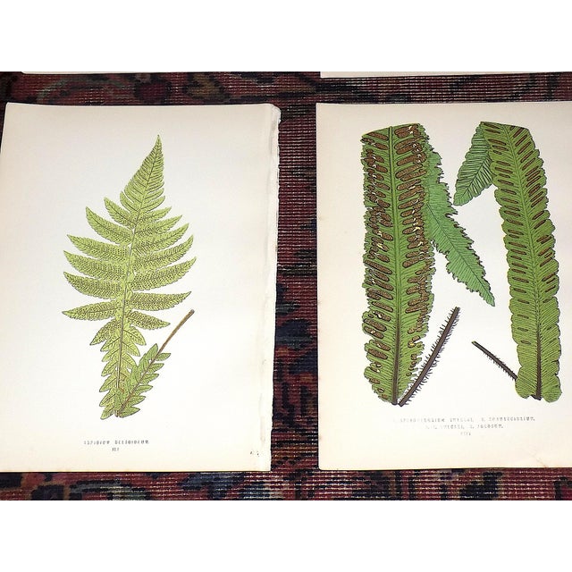 Antique 19th Century Botanical Fern Wood Engravings - Set of 12 For Sale - Image 4 of 9