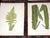 Antique 19th Century Botanical Fern Wood Engravings - Set of 12 For Sale - Image 4 of 9