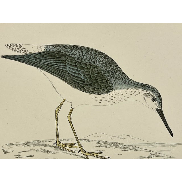Antique Bird Print From England Showcasing a Yellow Shanks - Circa 1888 For Sale - Image 11 of 12