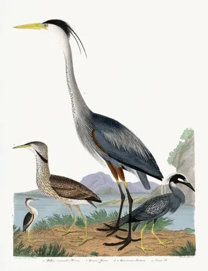 Great Blue Heron After Alexander Wilson Wd 40x52