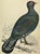 Antique Hand Tinted Bird Print From England Featuring a Majestic Black Capercali/Capercaillie - Circa 1888 For Sale - Image 11 of 12