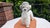 Vintage Italian porcelain dog, 1970s–80s, dimensions: height 31 cm, width 31 cm, depth 16 cm.