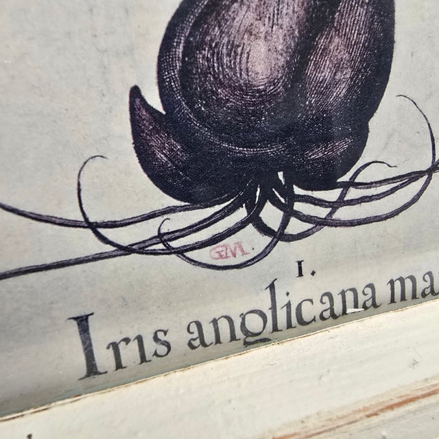 Botanical Prints in Antique Window Frame For Sale - Image 13 of 18