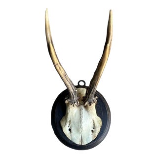Roe Deer Trophy #831 Antlers For Sale