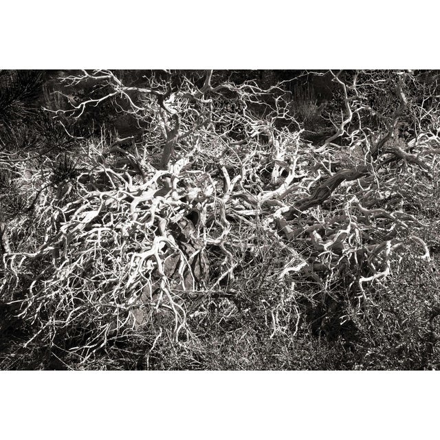 This digital archival print size is 18" x 12" printed on 19" x 13" Vibrance Matte Paper from Breathing Color in Austin,...