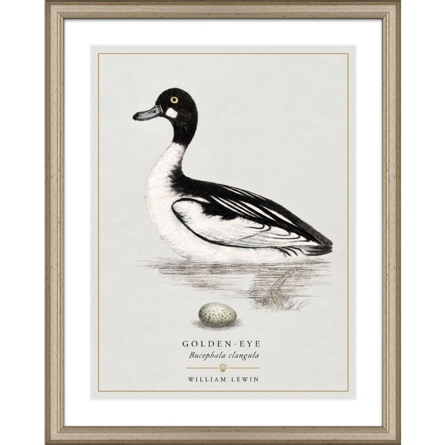 William Lewin 1789 Waterbirds Fine Art Gallery Board Print - The Golden Eye For Sale - Image 9 of 11
