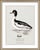 William Lewin 1789 Waterbirds Fine Art Gallery Board Print - The Golden Eye For Sale - Image 9 of 11