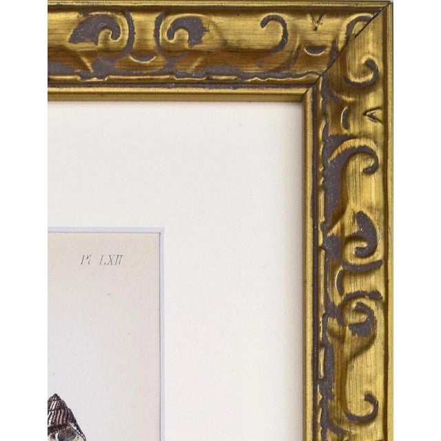 19th Century Antique Hand Colored English Shell Prints by John Jeffreys 1869-A Pair For Sale - Image 10 of 11