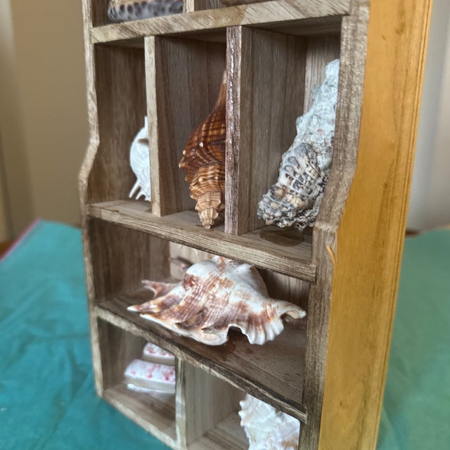 Vintage Wooden Shadow Box Display With Collected Seashells For Sale In Minneapolis - Image 6 of 12