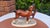 Ceramic Porcelain Horse Figurine from Hertwig & Co., 1950s For Sale - Image 7 of 8