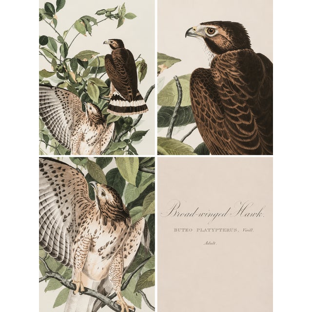 1980s The Abbeville Press Edition of the Broad-Winged Hawk (Plate 91) From the Birds of America by John James Audubon For Sale - Image 5 of 6