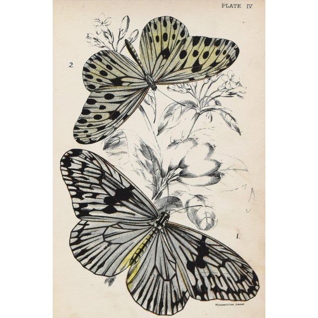 19th Century Antique English Butterfly Print 1897 For Sale - Image 4 of 4