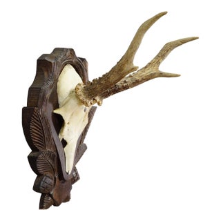 Black Forest Roe Deer Trophy on Carved Plaque, Germany Ca. 1960s For Sale