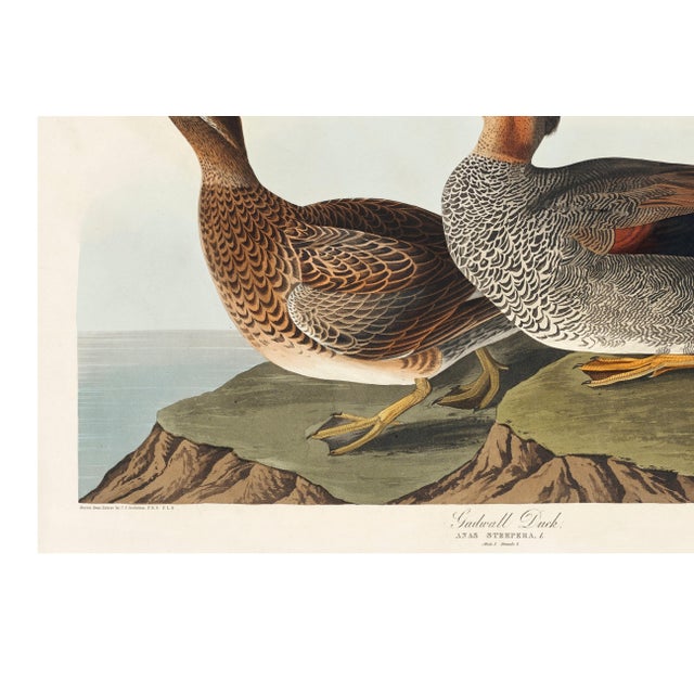 Black Gadwall Duck, Vintage Art Print Reproduction From Birds of America by John James Audubon, 36" X 24" For Sale - Image 8 of 10