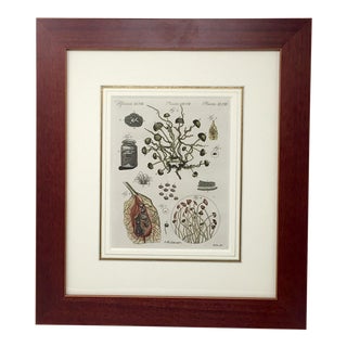 Mid 19th Century Illustrative Botanical Engraving, Framed For Sale