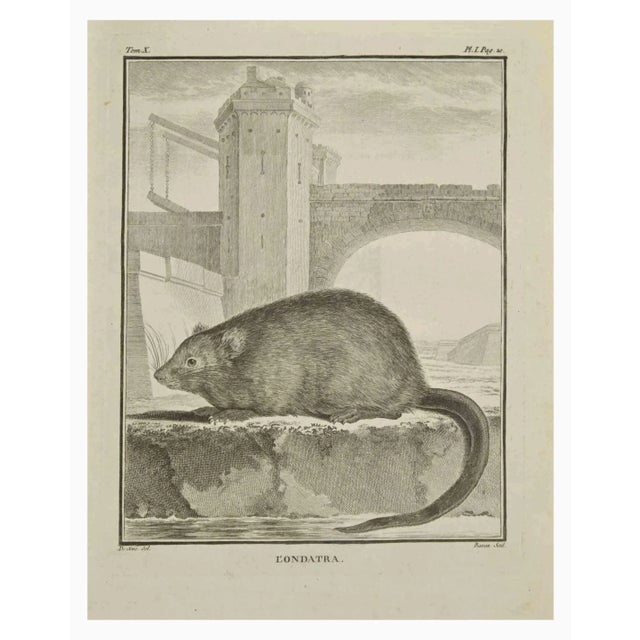L'Ondatra is an etching realized by Jacques Baron in 1771. It belongs to the suite "Histoire Naturelle de Buffon". The...