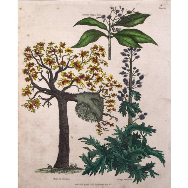 Realism 19th Century Antique Hand Colored Tropical Botanical Engraving- Mimosa For Sale - Image 3 of 8