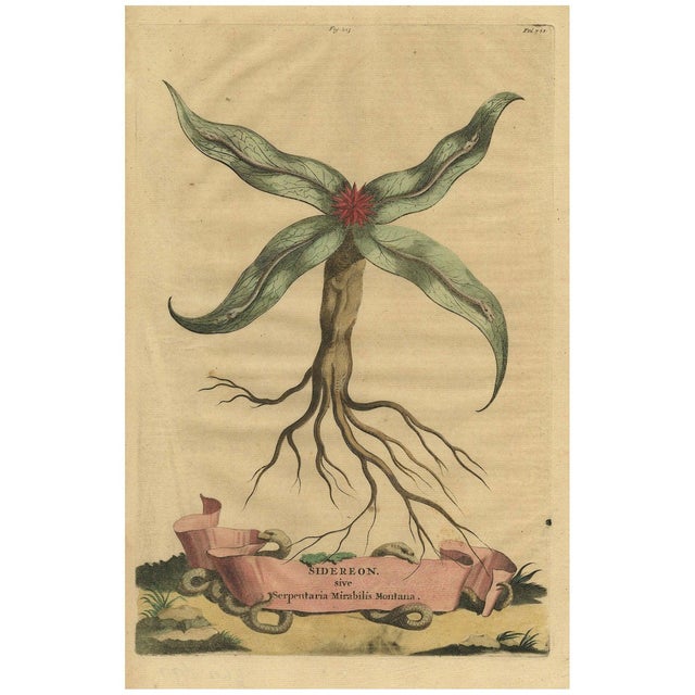 Arrowhead from Muntings, 1696, Paper For Sale