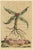 Arrowhead from Muntings, 1696, Paper For Sale