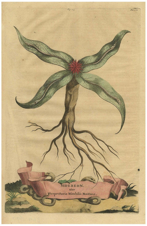 Arrowhead from Muntings, 1696, Paper