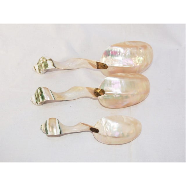 2010s Set of 3 Large Turbo Marmoratus Shell Serving Spoons For Sale - Image 5 of 8
