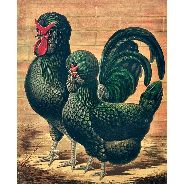 Striking antique chromolithograph by Ludlow depicting a pair of elegant black crested chickens, rendered with exceptional...