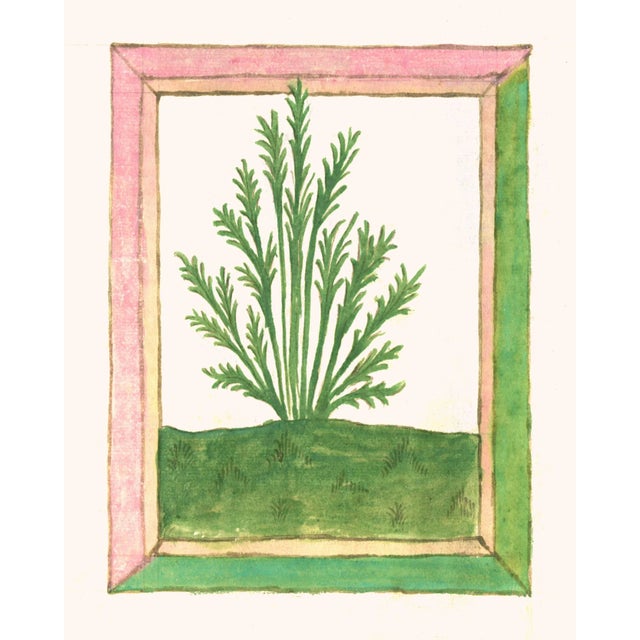 Antique Botanical Herb Reproduction Print No. 1 (1462) For Sale