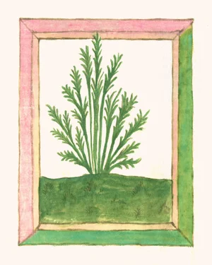 Antique Botanical Herb Reproduction Print No. 1 (1462)