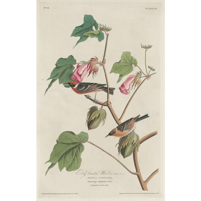 Vintage Reproductions of 1966 John James Audubon Prints— Sparrow, Warbler, Woodpecker, Starling, Swallow and Catcher - Collection of 4 For Sale In Washington DC - Image 6 of 9
