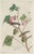 Vintage Reproductions of 1966 John James Audubon Prints— Sparrow, Warbler, Woodpecker, Starling, Swallow and Catcher - Collection of 4 For Sale In Washington DC - Image 6 of 9