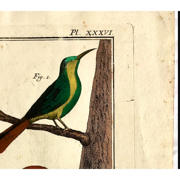 18th-Century Pair of French Hand-Colored Copperplate Engravings of Exotic Birds, by François-Nicolas Martinet For Sale - Image 18 of 18