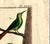 18th-Century Pair of French Hand-Colored Copperplate Engravings of Exotic Birds, by François-Nicolas Martinet For Sale - Image 18 of 18