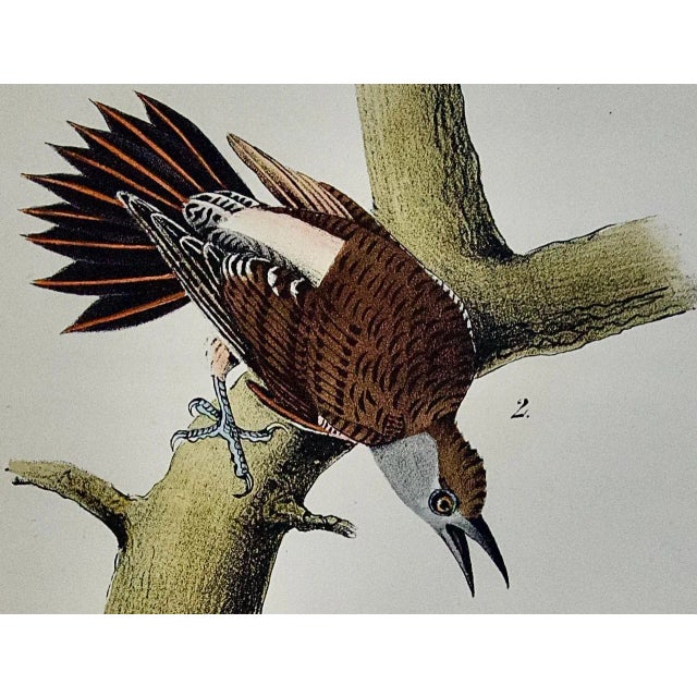 Realism Audubon Red-Shafted Woodpecker: A First Octavo Edition Audubon Hand-Colored Lithograph, 1840 For Sale - Image 3 of 5