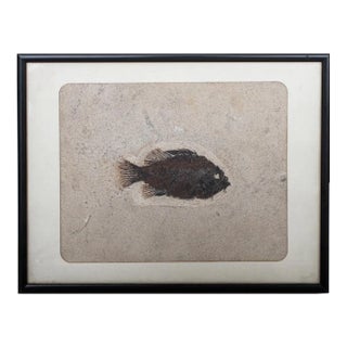 Prehistoric Fish Fossil "Priscacara Serrata" For Sale